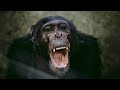 Violent Chimpanzees That Attack Villages and Steal Children | Our World