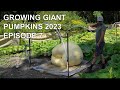 Growing Giant Pumpkins 2023 Episode 7 Two Pumpkins Stopped Growing