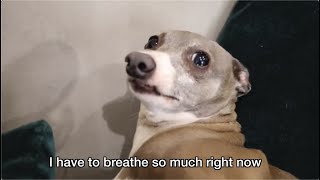 Jenna speaking for the dogs for 4 minutes straight