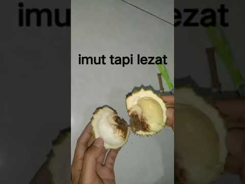 , title : 'Durian Paling Imut Nih #shorts #mukbang #durian'