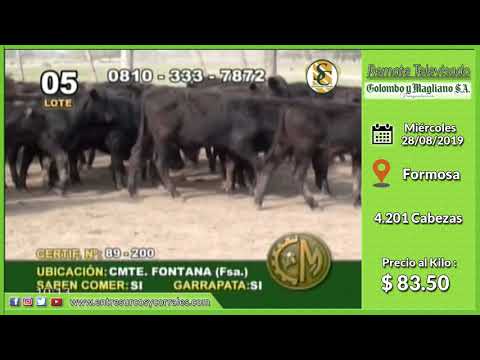 28-08-19 - Venta de Machos - Remate televisado de Colombo y Magliano S.A. - Formosa