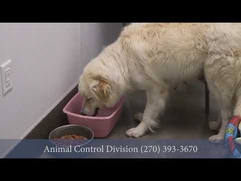Animal Control
