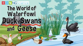 The World of Waterfowl – Duck, Swans and Geese