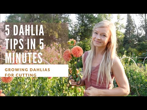 5 dahlia growing tips in 5 minutes