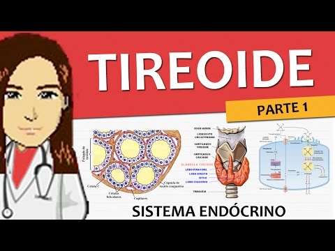 Sistema Endócrino 03 - Tireoide P1 (anatomia, histologia e fisiologia) - Vídeo-aula