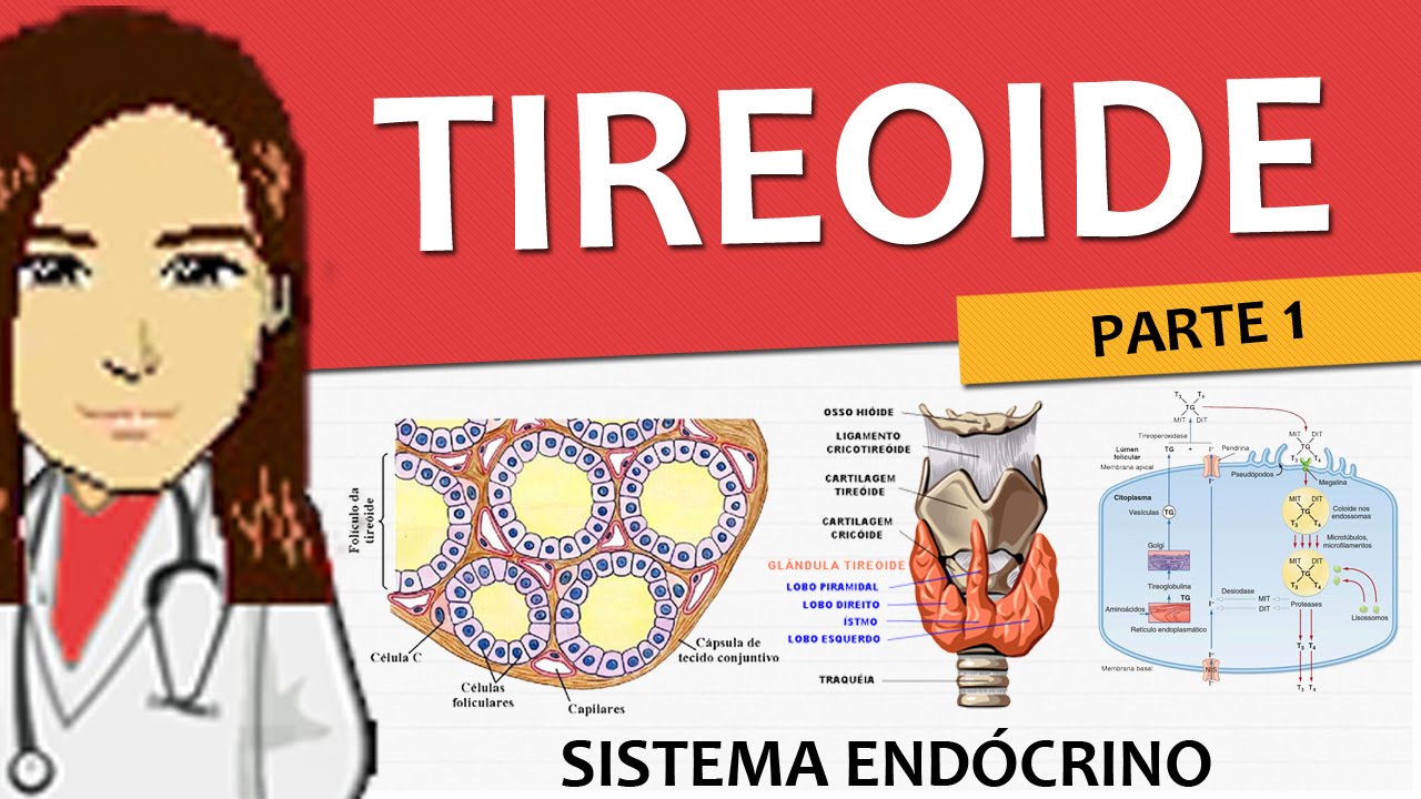 Sistema Endócrino 03 - Tireoide P1 (anatomia, histologia e fisiologia) - Vídeo-aula