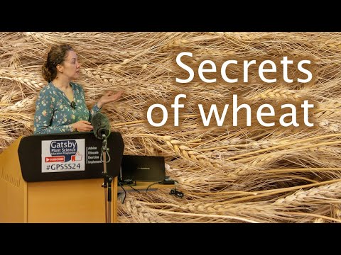 Uncovering the secrets of wheat: are three genes better than one? – Dr Philippa Borrill