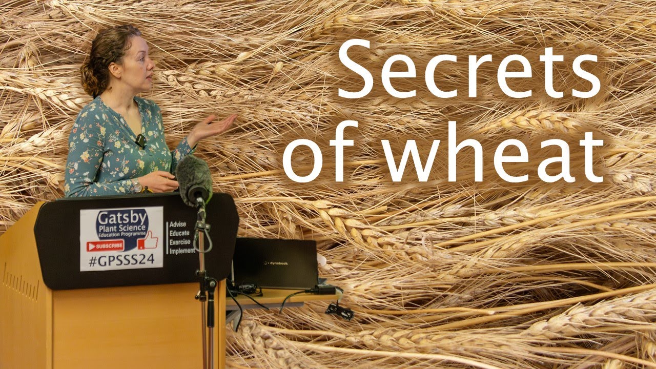Uncovering the secrets of wheat: are three genes better than one? – Dr Philippa Borrill