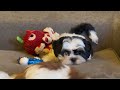 Shihpoo dogs for sale: Mia - Video 1