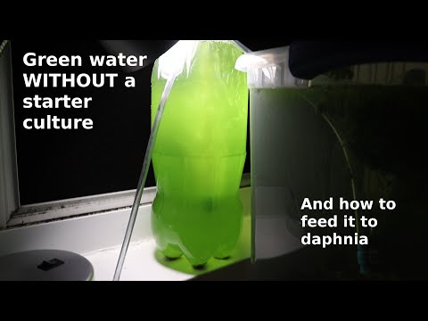 Green Water WITHOUT a Starter Culture - From Scratch - How To