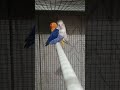 #birdslovers #petbirds #birds #lovebirds #blackfacebudgie #africanlovebirdbreeding