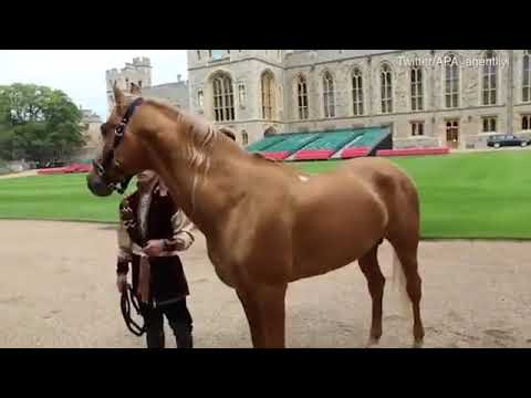 , title : 'London queen receives Karabakh Horse from President of Azerbaijan'