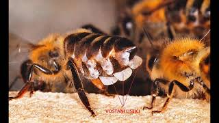 Pčelarstvo Kako pčele grade saće - How bees bui