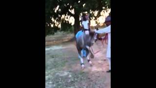 preview picture of video 'HORSE DANCE BANIAN GUJRAT'