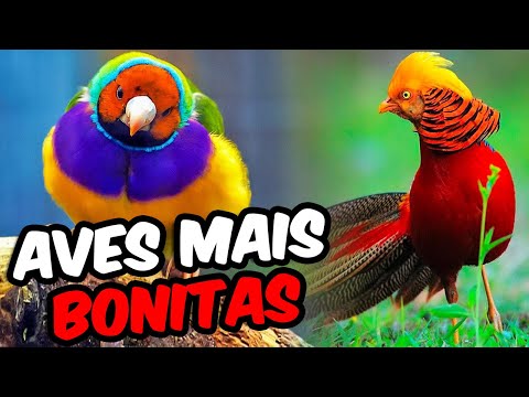 As Aves Mais Bonitas do Mundo
