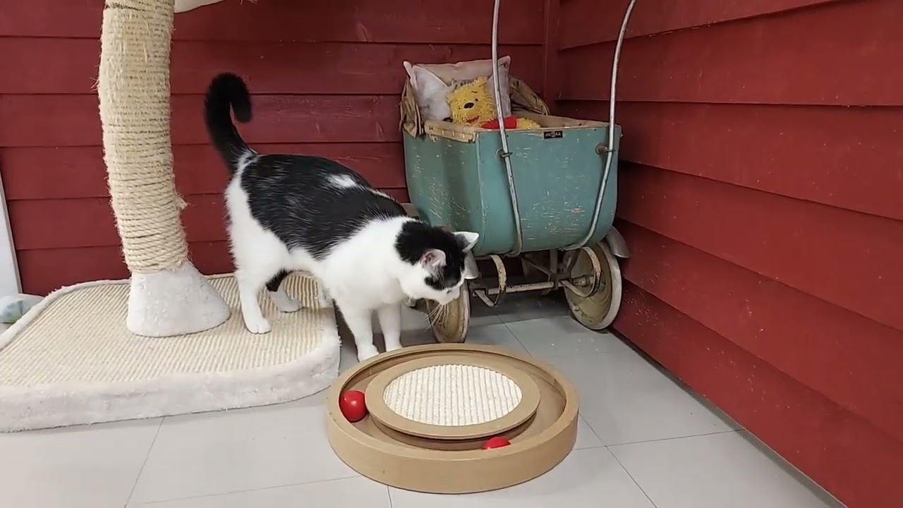 Touhupeppu vauhdissa