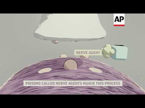 Animation: How Nerve Agents Attack