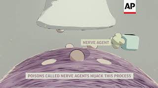 Animation: How Nerve Agents Attack