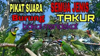 Download lagu BURUNG TAKUR || PIKAT  DAN MASTERAN SEMUA BURUNG TAKUR mp3