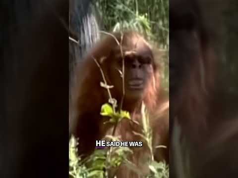 Bigfoot Caught on Camera in Utah’s Zion National Park – You Won’t Believe the Footage!