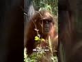 Bigfoot Caught on Camera in Utah’s Zion National Park – You Won’t Believe the Footage!