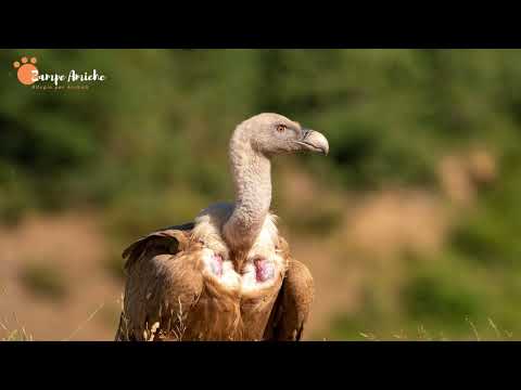 Grifone: Guida Completa, Curiosità e Habitat Naturale! ANIMALI📢