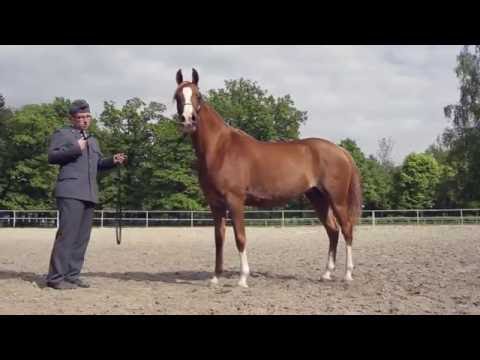 Pride Of Poland 2016 - Edwina