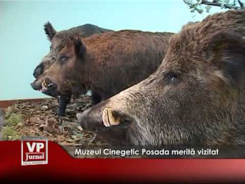 Muzeul Cinegetic Posada merită vizitat