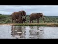 Dramatic Elephant Trumpeting As The Hippo Causes Chaos
