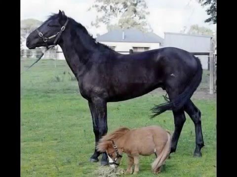 Os 10 cavalos mais lindos do mundo!