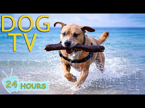 DOG TV: Videos Anti-Anxiety Dog with Best Relax Music for Dogs When Home Alone - Happy Music for Dog