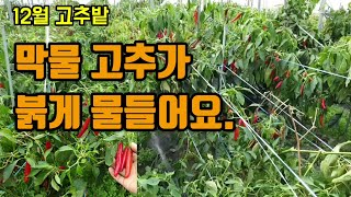 고추농사 12월 막물 고추가 붉게 물들어가고있고 곧 고추를 수확하여 고춧가루를 만들어 판매하려하며 곧 고추내…