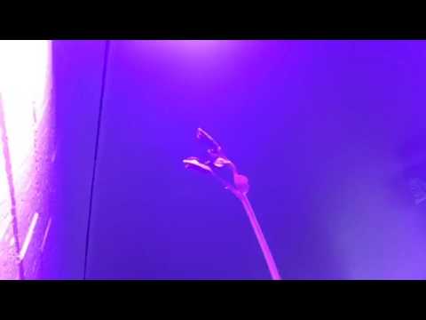 Sugar Snap Pea Time Lapse