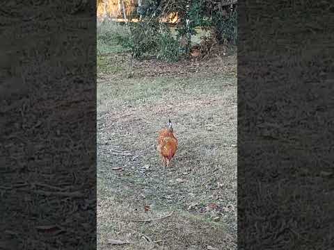 Gallo El Trebol Santa Fe Argentina