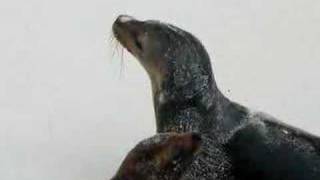 preview picture of video 'Baby Sea Lion wants to Play'