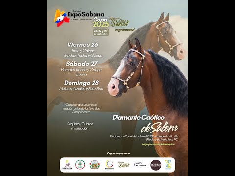 EXPOSABANA GRADO "A" EL ROSAL - CUNDINAMARCA 2025 -DIA 2- HEMBRAS TROCHA Y GALOPE/ TROCHA COLOMBIANA