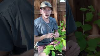 This Texas Shrub Repels Mosquitoes Better Than DEET