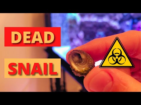 Snail dies in my Reef Tank