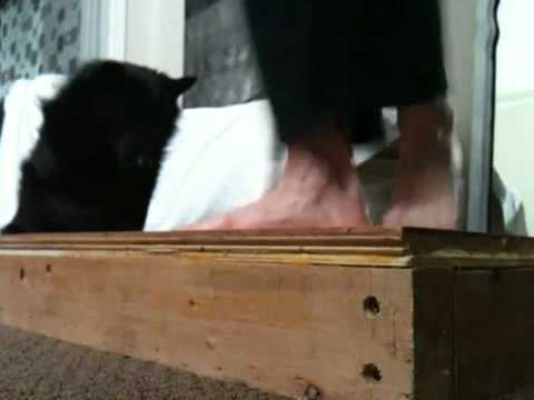 Barefoot flatfoot with Schipperke - Dan Gellert's 