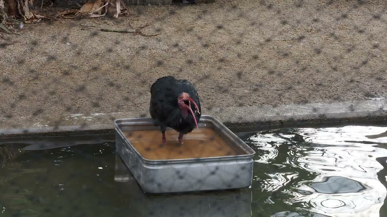 ホオアカトキ フラミンゴペレット食べる20260319e