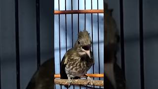 Download lagu SIRI SIRI SUMATERA GACOR TEMBAKAN PEDAS 😀 mp3 Download lagu SIRI SIRI SUMATERA GACOR TEMBAKAN PEDAS 😀 mp3