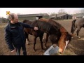 Brabantse paardenfokkers doen mee op wereldniveau