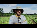 Plantação de hortaliça em Rolim de Moura