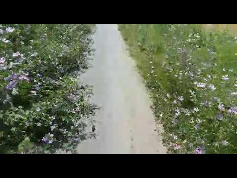 Pista de biciclete din Timișoara a devenit o potecă printre buruieni la Podul Modoș