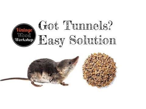 image-What attracts shrews in your house?