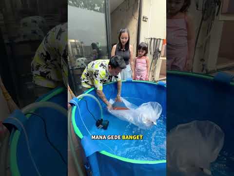Nyelametin Ikan dari Majestic Koi Farm