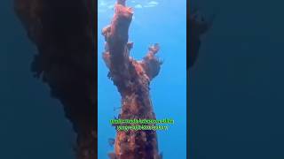 Download lagu tanda tanda kebesaran Allah #shortviral #islam #islamicvideo mp3 Download lagu tanda tanda kebesaran Allah #shortviral #islam #islamicvideo mp3