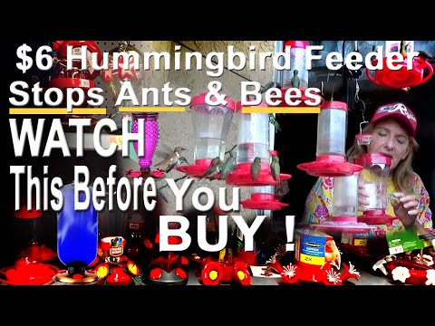 image-Will a hummingbird feeder attract wasps?