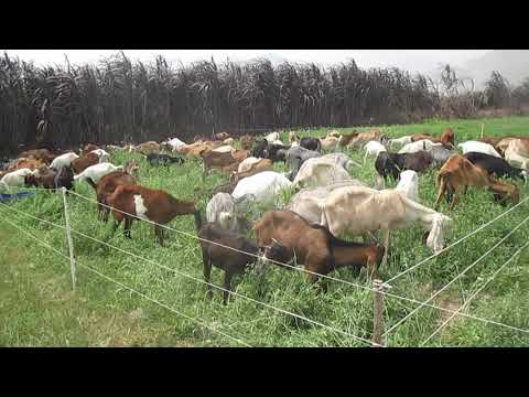 LA EMPRESA LA CABRITA ALIMENTA SUS CABRAS CON ALFALFA