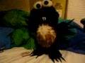 Tickle Me Elmole
